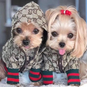 Пальто / куртка для маленьких собак, костюм щенка