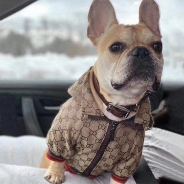 Mantel/Jacke für kleine Hunde, Welpenkostüm