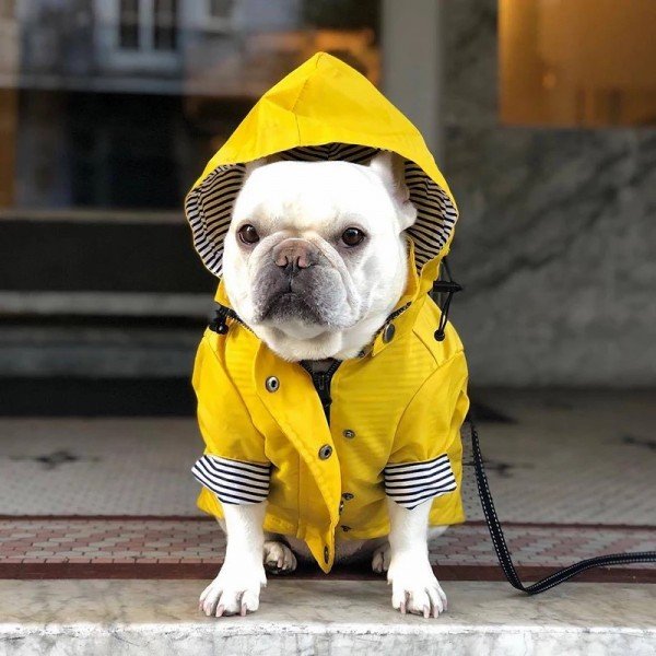 Dogs Waterproof Puppy Raincoat